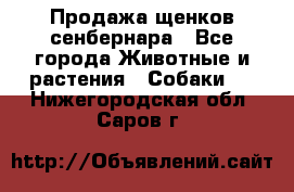 Продажа щенков сенбернара - Все города Животные и растения » Собаки   . Нижегородская обл.,Саров г.